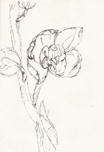 orchids flowers drawing | Pen and ink on the paper | Flickr