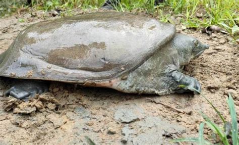 Endangered Black Softshell Turtle Reported in A Protected Area of Assam