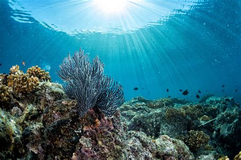 diving in colorful reef underwater - Species360