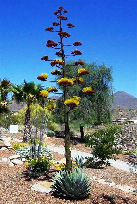 Agave parryi subsp. parryi - Parrys Agave - Ouriques Farm