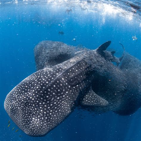 Inside the Chaotic World of Whale Shark Tourism