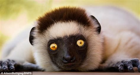 Photographer Allison Buttigieg's images show Madagascan lemurs showing off moves | Daily Mail Online