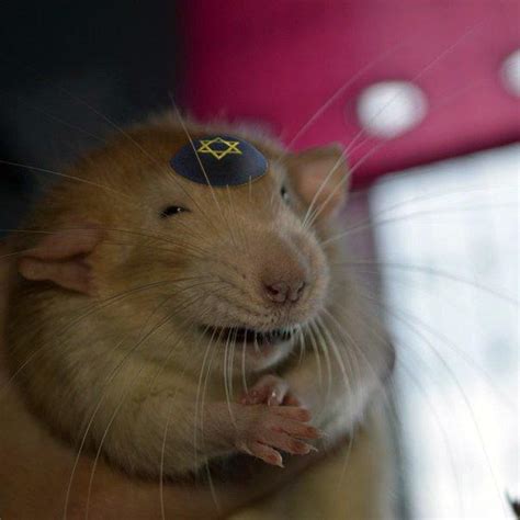 rat | Animals | Know Your Meme