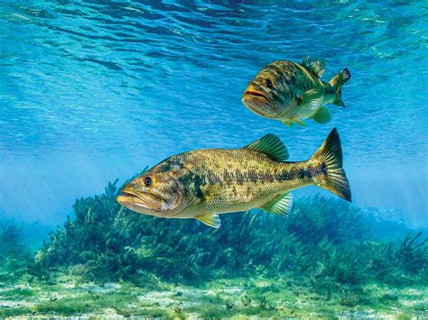 The Science on Why Bass Are Getting Harder to Catch | Outdoor Life