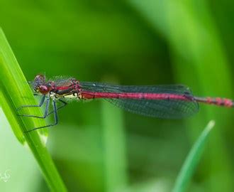 Dragonflies Archieven - My blog