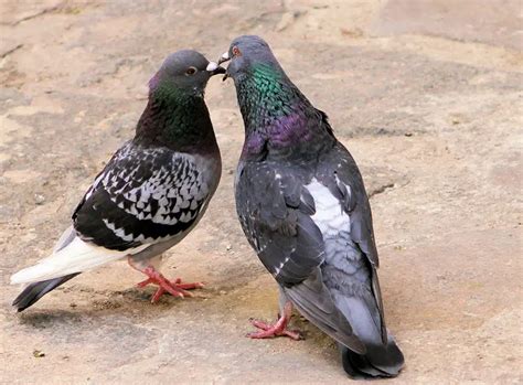 Pigeon cooing is crucial for mating and courtship, as male pigeons use cooing to attract female ...