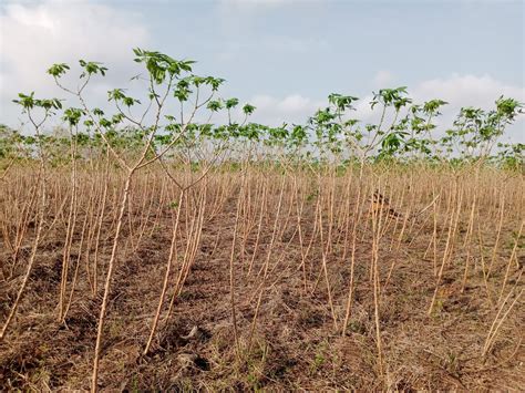 Cassava - Wikifarmer