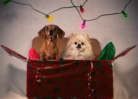 Christmas party animals | I was babysitting the little dogs … | Flickr