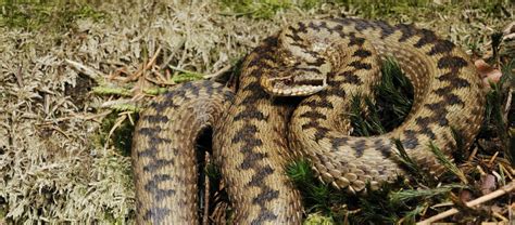 The Common European Adder | Critter Science