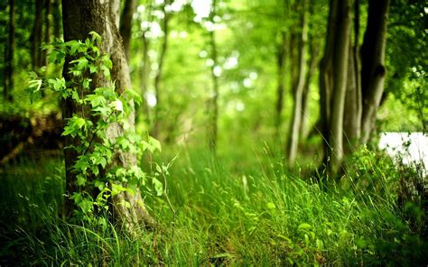 Green Forest Wallpapers - HD Definition