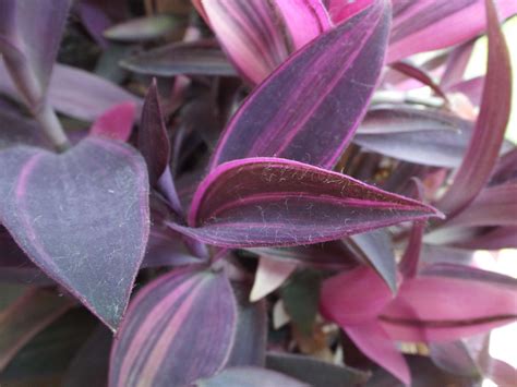 Variegated Tradescentia pallida ( Tradescantia spathacea ) * 1 PLANT ...