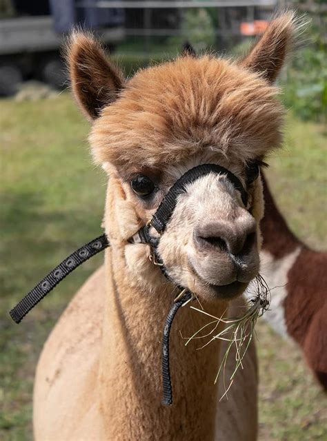 alpaca, head, animal, lama, wool, livestock, hair, animal portrait, funny, paarhufer, nature ...