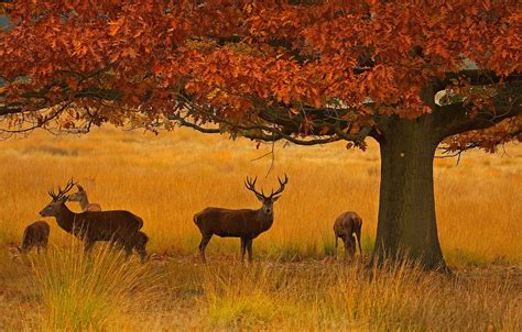 Deer Autumn Wallpapers - Wallpaper Cave