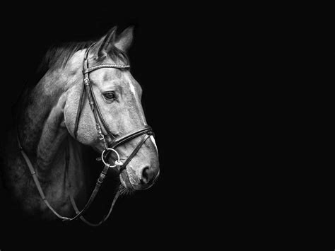 Equine Photographer Elke Vogelsang | Horse photos, Horses, Horse photography