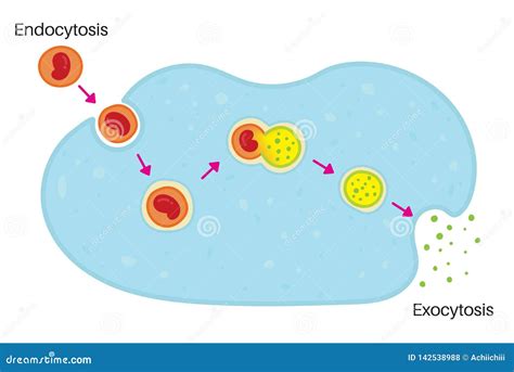 Endocytosis and Exocytosis stock vector. Illustration of mechanism - 142538988