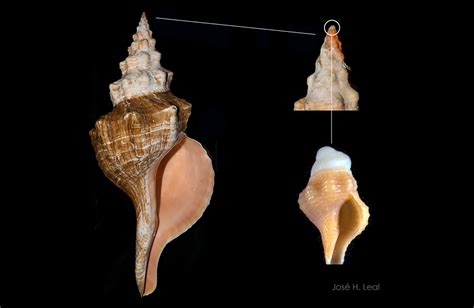 Shell of the Week: The Horse Conch