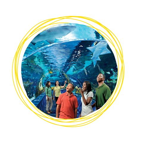Aquarium of Myrtle Beach - Ripley's Believe It or Not! Myrtle Beach | Ripley aquarium, Myrtle ...