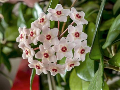 How To Grow and Care for Wax Plant (Hoya carnosa) | Florgeous