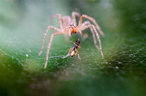 Are Spiders Insects? - Earthpedia - Earth.com