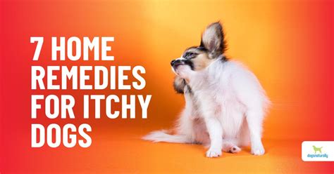 Top Home Remedies For Your Dog’s Itchy Skin - Dogs Naturally