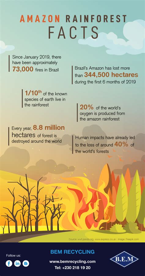 Infographic : Facts & Figures about the Amazon Rainforest | BEM Recycling