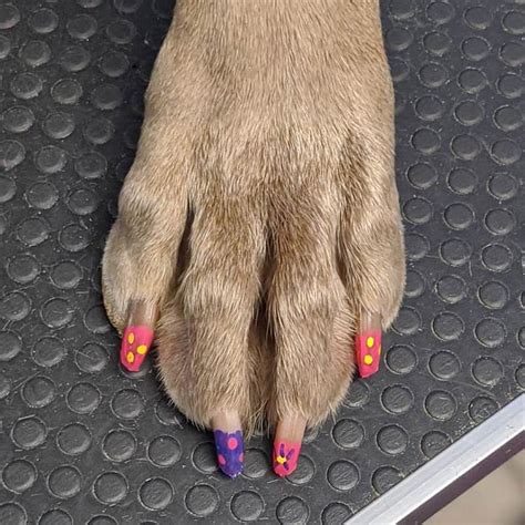 15 Awesome Dog Nail Polish Ideas for Your Puppy