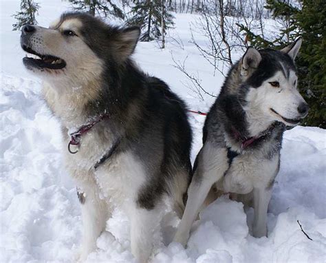 Siberian Husky vs Alaskan Malamute - K9 Research Lab