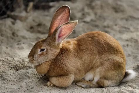 How to Care for Flemish Giant Rabbits - SimplyRabbits - Rabbit care