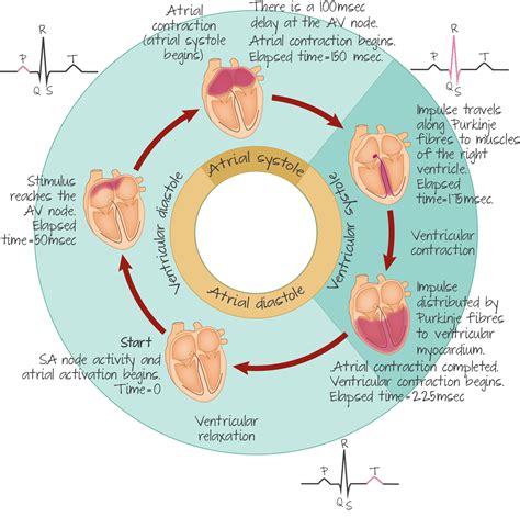 Cardiac Cycle