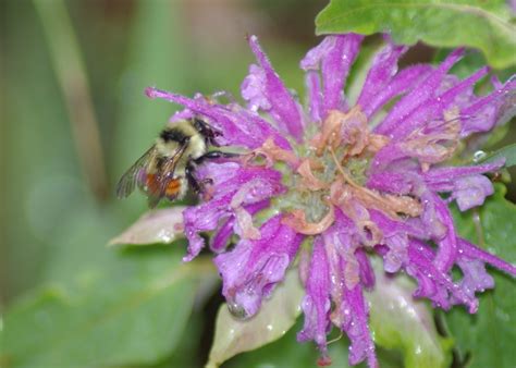 Colorado Mountain Gardener: Insects Have Favorite Colors too!