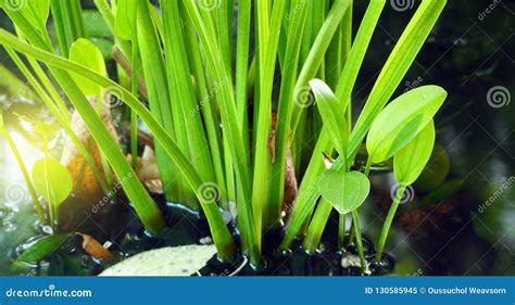 Aquatic plant in swamp stock image. Image of green, plant - 130585945