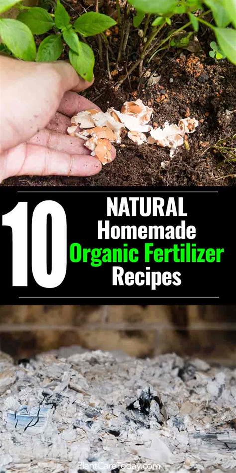 Making Organic Fertilizer: 10 Homemade Natural Fertilizer Recipes