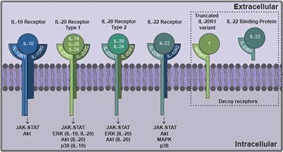 Frontiers | The Interleukin-10 Family of Cytokines and Their Role in ...