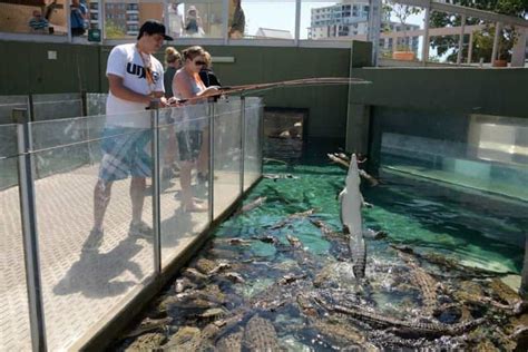 Darwin: VIP Crocosaurus Cove Experience | GetYourGuide