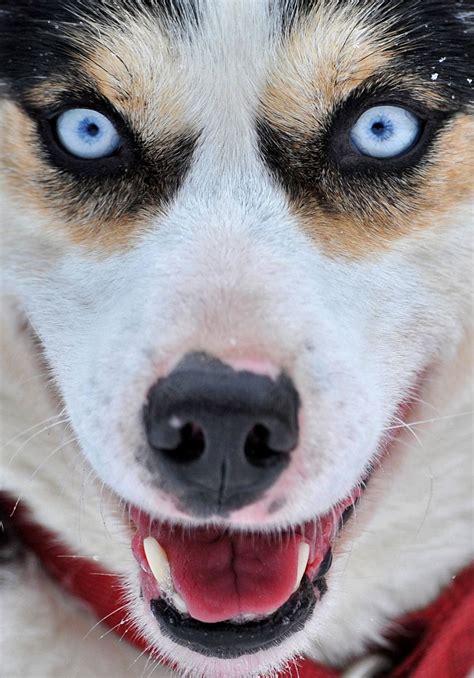 Iditarod Trail Sled Dog Race 2012 | Doggies | Dog quotes love, Animals, Husky eyes