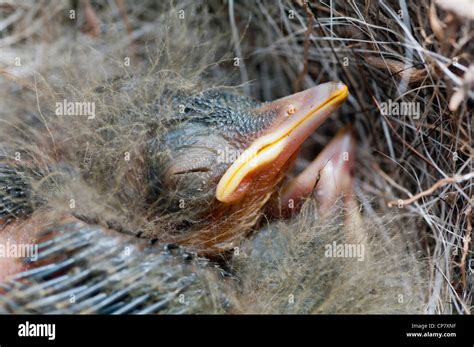 Grey Wagtail nest. Endemic bird from the Azores Islands Stock Photo - Alamy