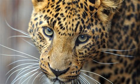 Amur Leopard « The Endangered Space