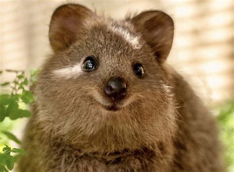 The Quokka🥰 | Quokka animal, Cute animal photos, Happy animals