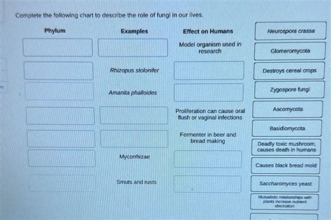 Solved: Complete the following chart to describe the role of fungi in our lives. Phylum Examples ...