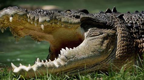 Saltwater crocodile (Crocodylus porosus) | DinoAnimals.com