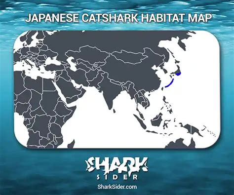 Japanese Catshark – Facts, Size, Behavior, Diet, Pictures