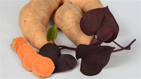 LSU AgCenter announces edible ornamental sweet potato