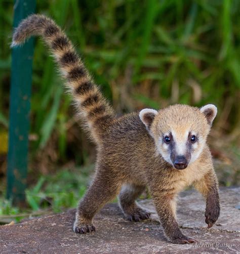 Baby Coati Actually had one as a pet growing up - crazy cute and into ...