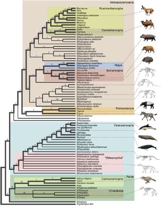 Relationships of Cetacea (Artiodactyla) Among Mammals: Increased Taxon Sampling Alters ...