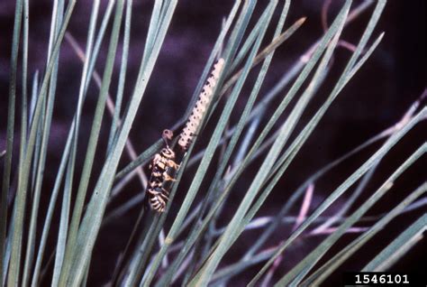 Ichneumonid parasitoid wasps (Genus Exenterus)