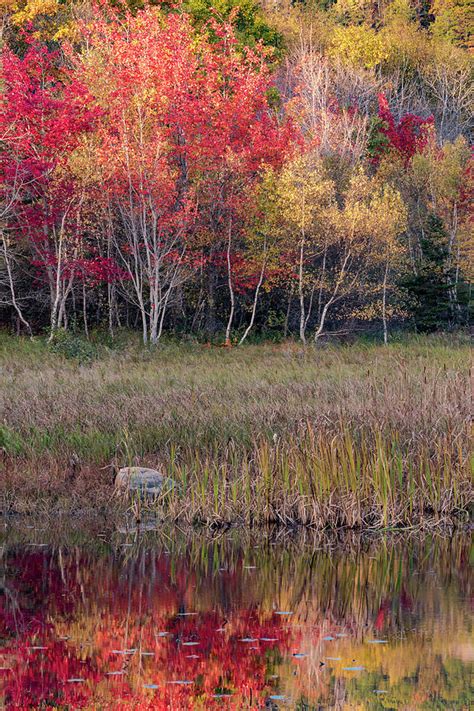 USA, Maine Autumn Foliage Photograph by Judith Zimmerman | Fine Art America