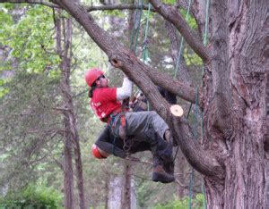 Connecticut Tree Climbing Competition - CTPA (Connecticut Tree ...