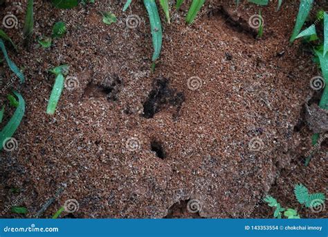 Black Ant Nest with a Lot of Ants Stock Photo - Image of ants, nest: 143353554