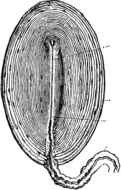 Pacinian Corpuscles | ClipArt ETC