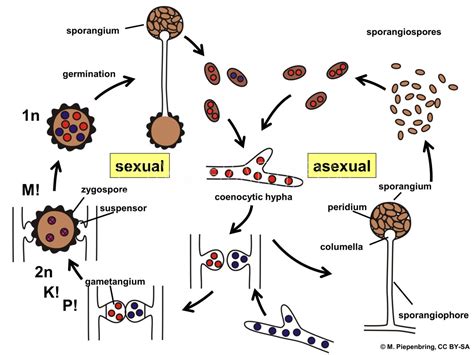 Life Cycle Of Rhizopus Stolonifer